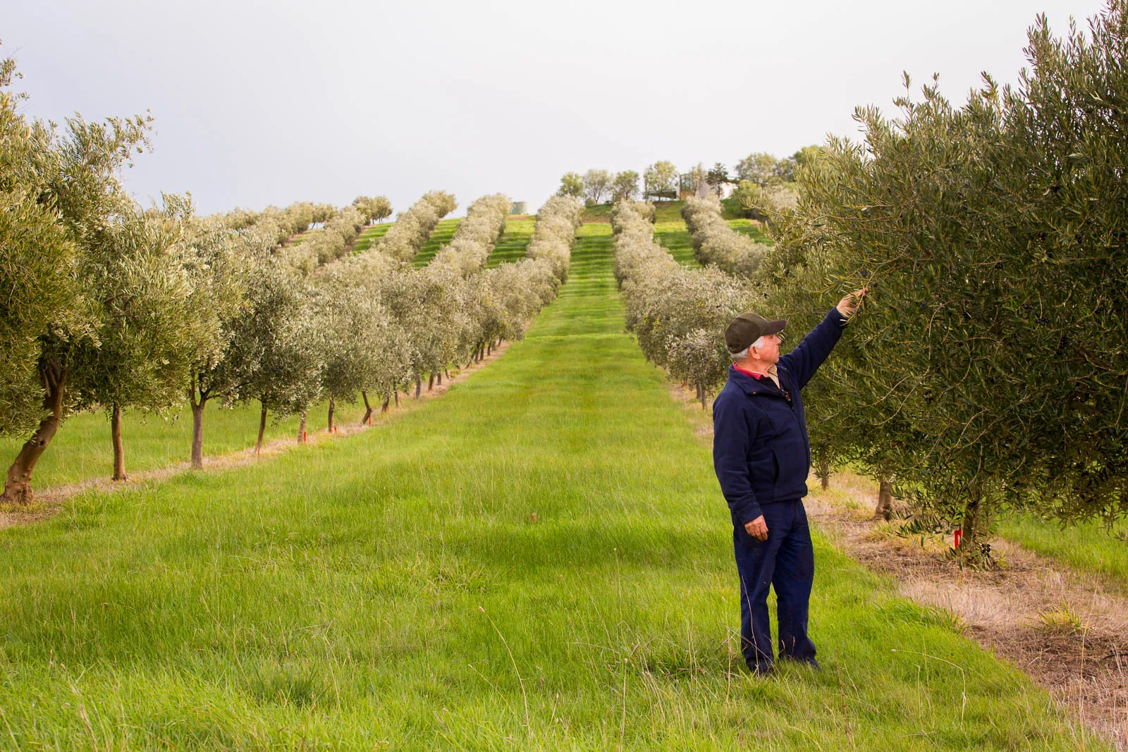 Umberto Frattali inspecting fruit on an olive tree in the rows at Murrindindi Olive Grove, Yea, Victoria